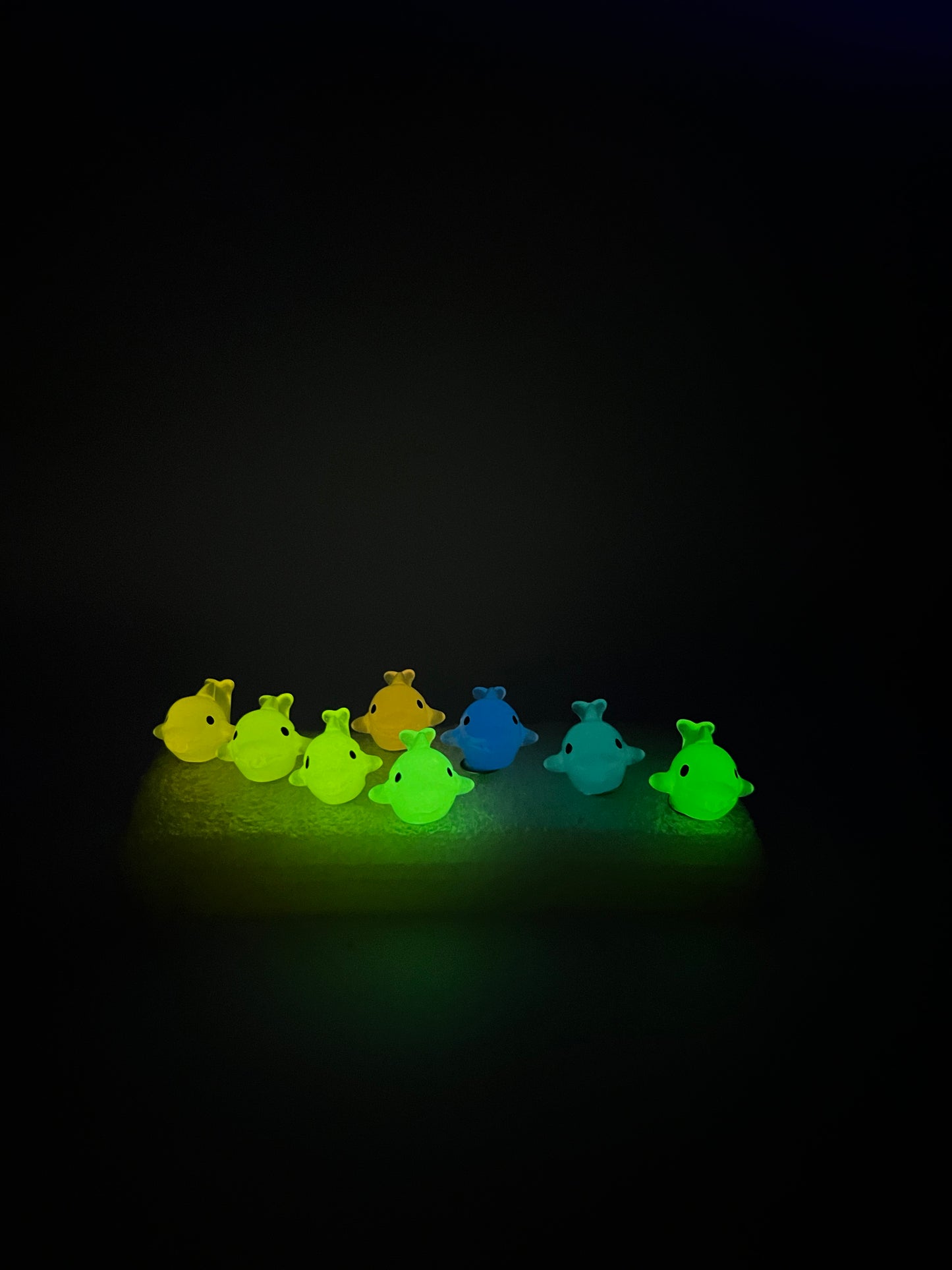 GLOW Dolphins