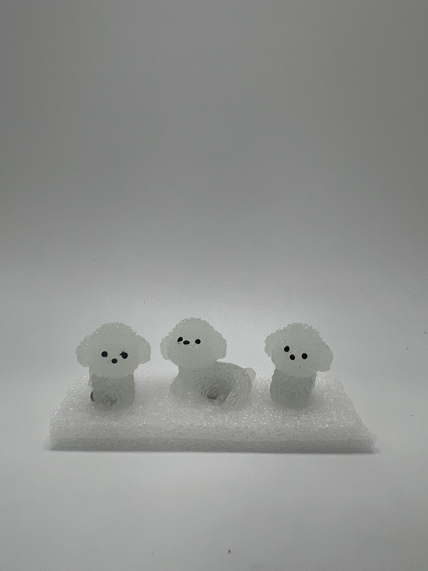 GLOW Bichon Frisé